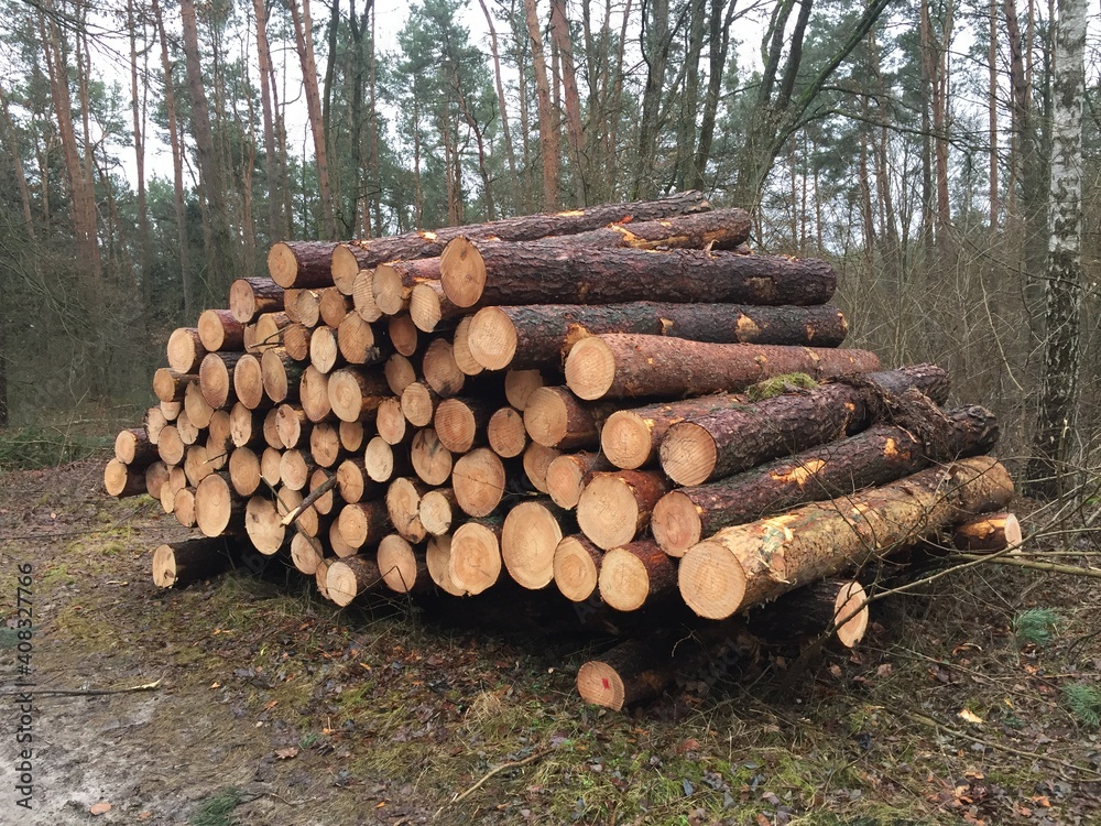 drewna, dzienniki, drzew, drewno, drewno na opał, stos, dzienniki, ciąć, pryzma, bory, tekstura, graty, woodpile, charakter, braun, bagażnik, koło, drewniane, drzew, sosna, oczytana, leśnictwa, hałda, drewna, dzienniki, drzew, drewno, drewno na opał, stos, dzienniki, ciąć, pryzma, bory, tekstura, graty, woodpile, charakter, braun, bagażnik, koło, drewniane, drzew, sosna, oczytana, leśnictwa, hałda,