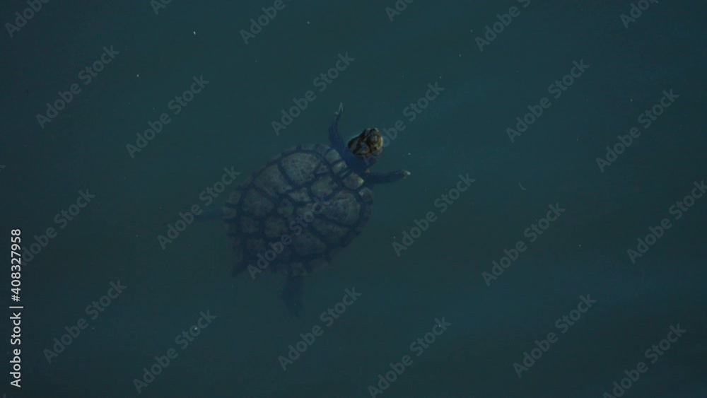 Brazilian Red-Eared Slider Turtle Floating In The Pond. overhead shot Brazilian Red-Eared Slider Turtle Floating In The Pond. overhead shot