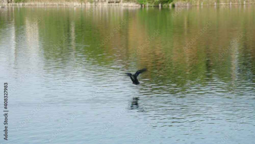 Eastern Spot-billed Duck In Flight Landing On The Water. wide shot Eastern Spot-billed Duck In Flight Landing On The Water. wide shot