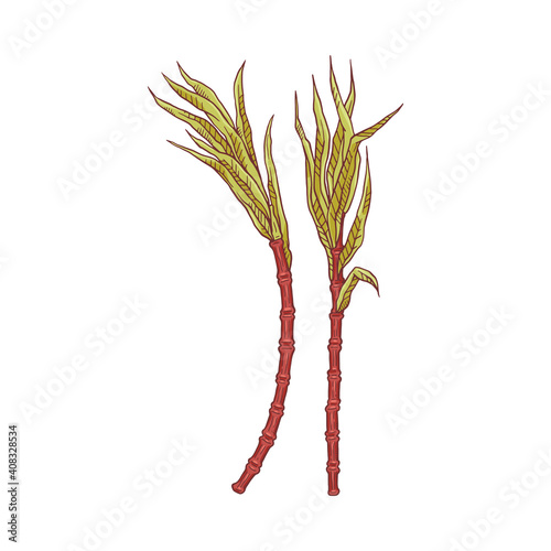 Two stem of indian sugarcane a vector sketch isolated illustration