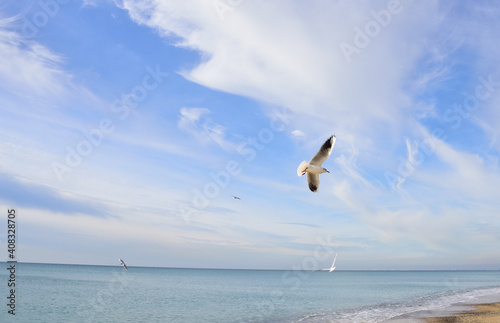 seagull soars in the sky above the serene sea