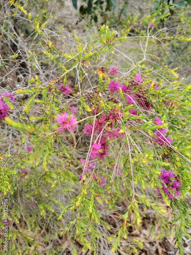 Vertical shot of Wilson's honey-myrtle or violet honey-myrtle flower photo
