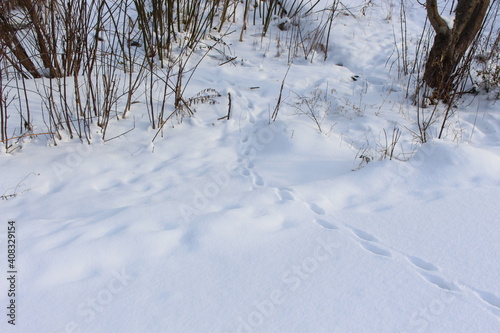 Traces left on freshly fallen white snow