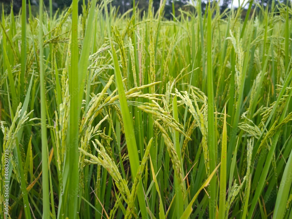 Fototapeta premium green rice field 🌾🌾