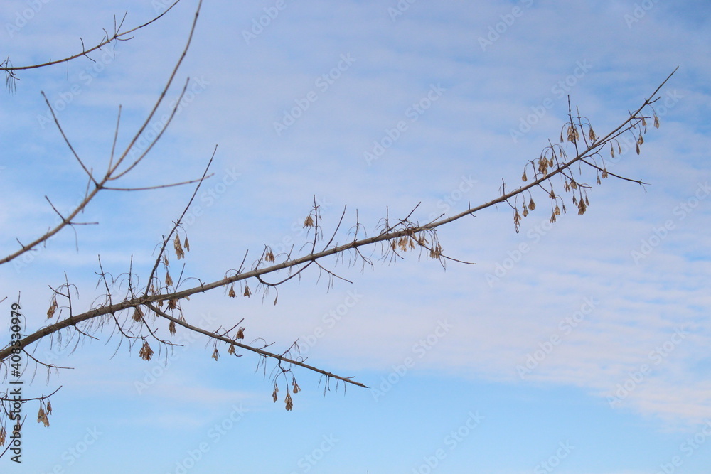 Branches with dry seeds on the background of the winter sky Branches with dry seeds on the background of the winter sky
