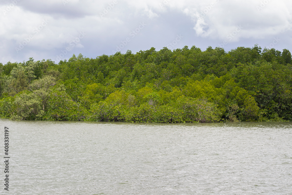 Mangrove forest and andaman sea Mangrove forest and andaman sea
