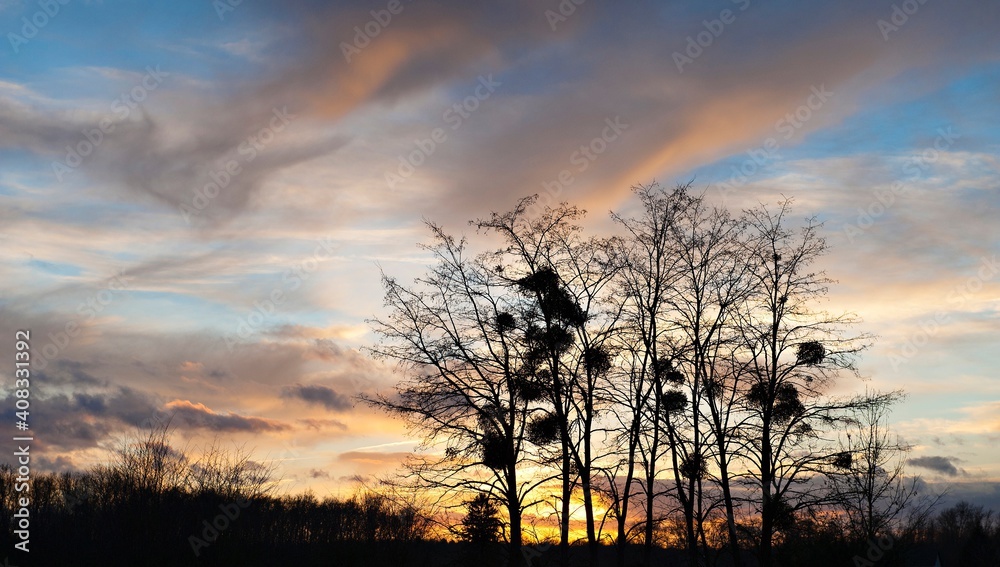 Naklejka premium Arbres sur coucher de soleil
