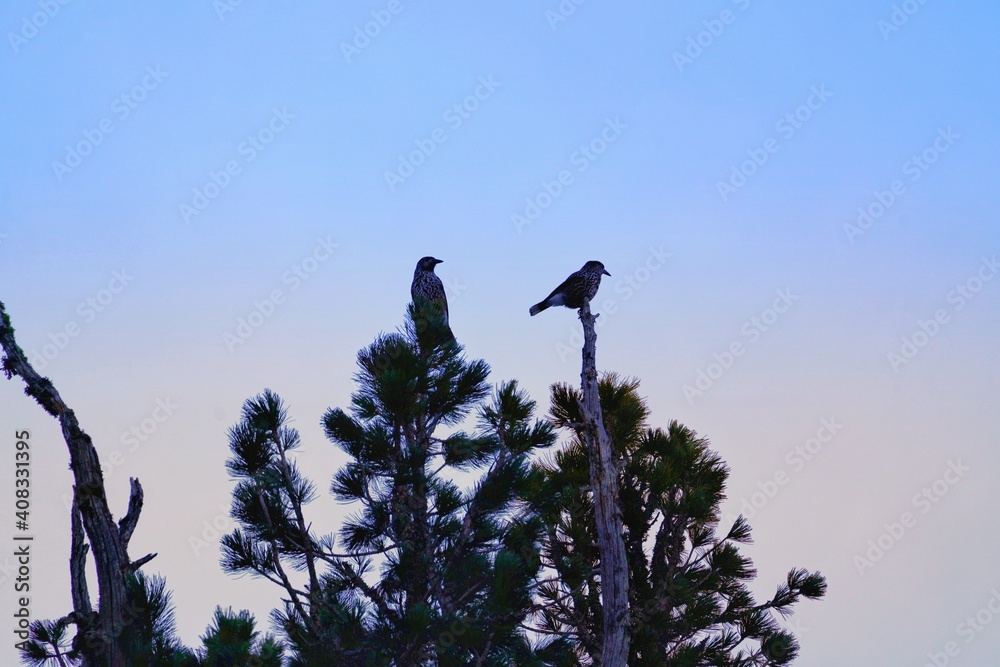 the silhouette of a nutcracker on a swiss stone pine in the alps the silhouette of a nutcracker on a swiss stone pine in the alps