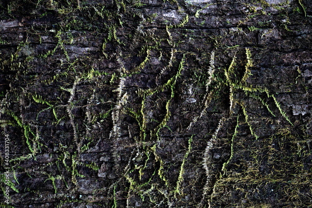 Moss on tree Moss on tree