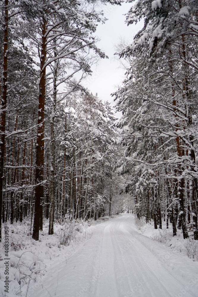 Fototapeta premium Winter forest in the snow. 