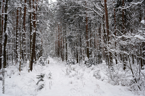 Winter forest in the snow. 