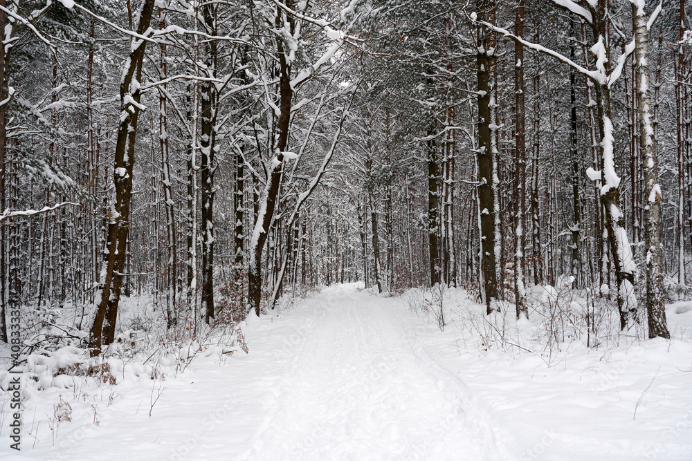 Winter forest in the snow. Winter forest in the snow.