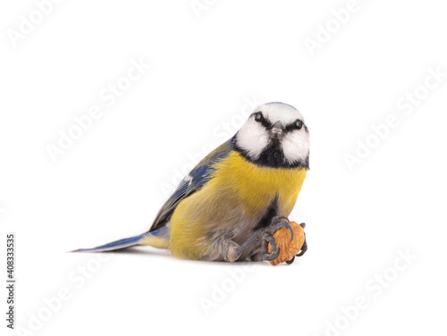 Eurasian blue tit sit with almond bone in paws on white background