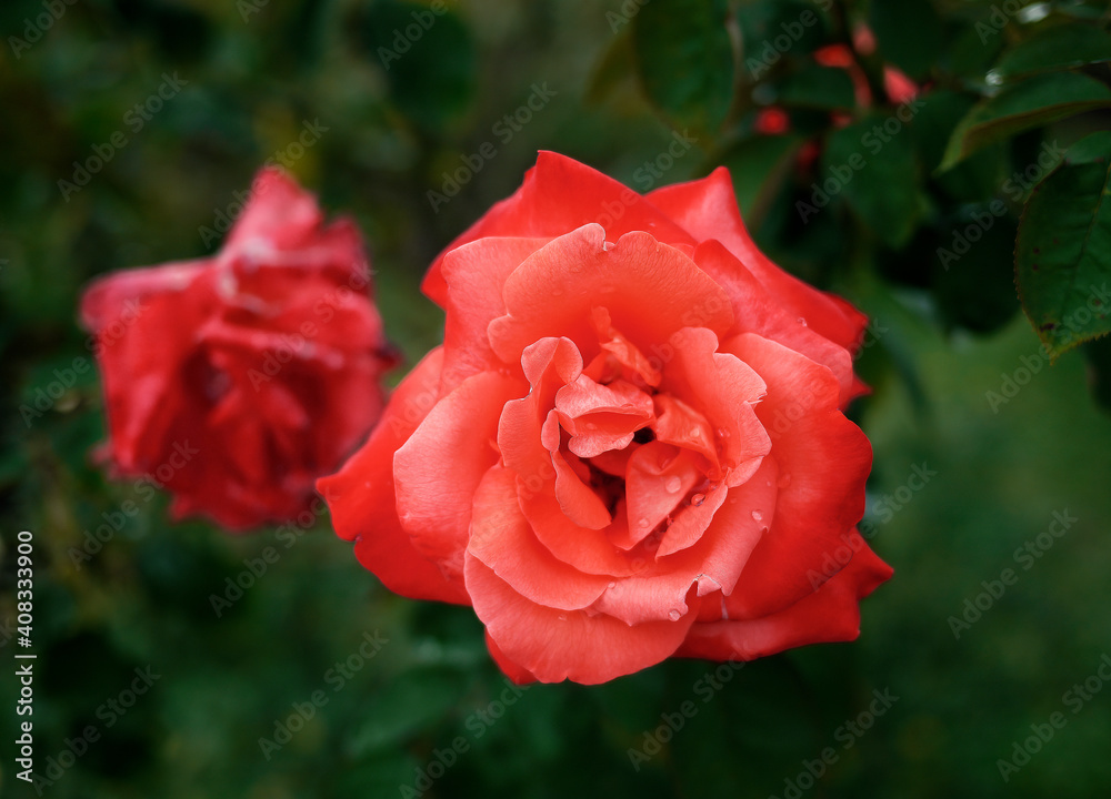 bright red rose