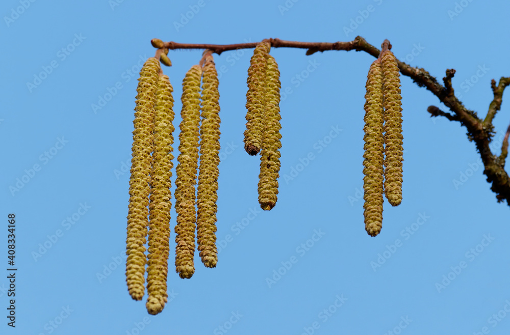 Naklejka premium Haselnussblüte