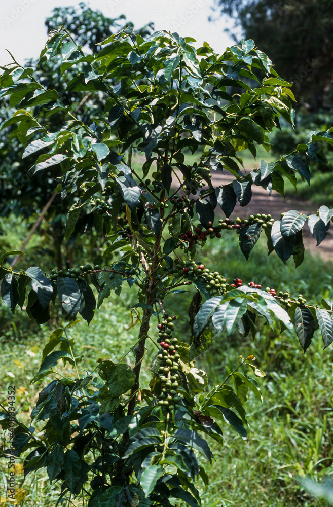Fototapeta premium Caféier, Coffea arabica