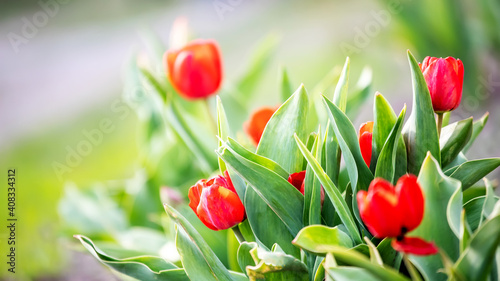 Red tulips in garden on flowerbed. Spring background.