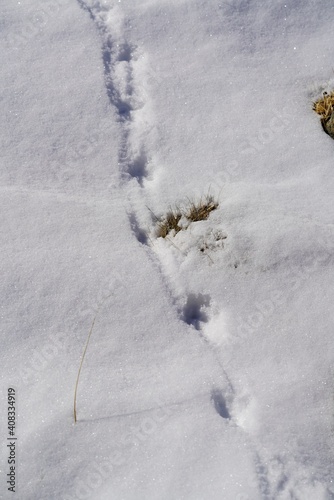 the fresh track of a snow grouse in the alps Fototapet