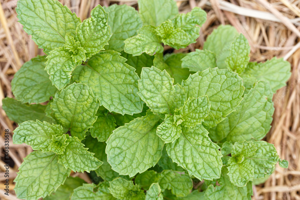 Close-up of fresh peppermint leaf Close-up of fresh peppermint leaf