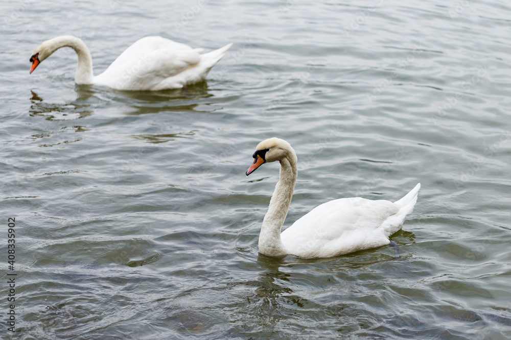 Swans swim together in the lake Swans swim together in the lake