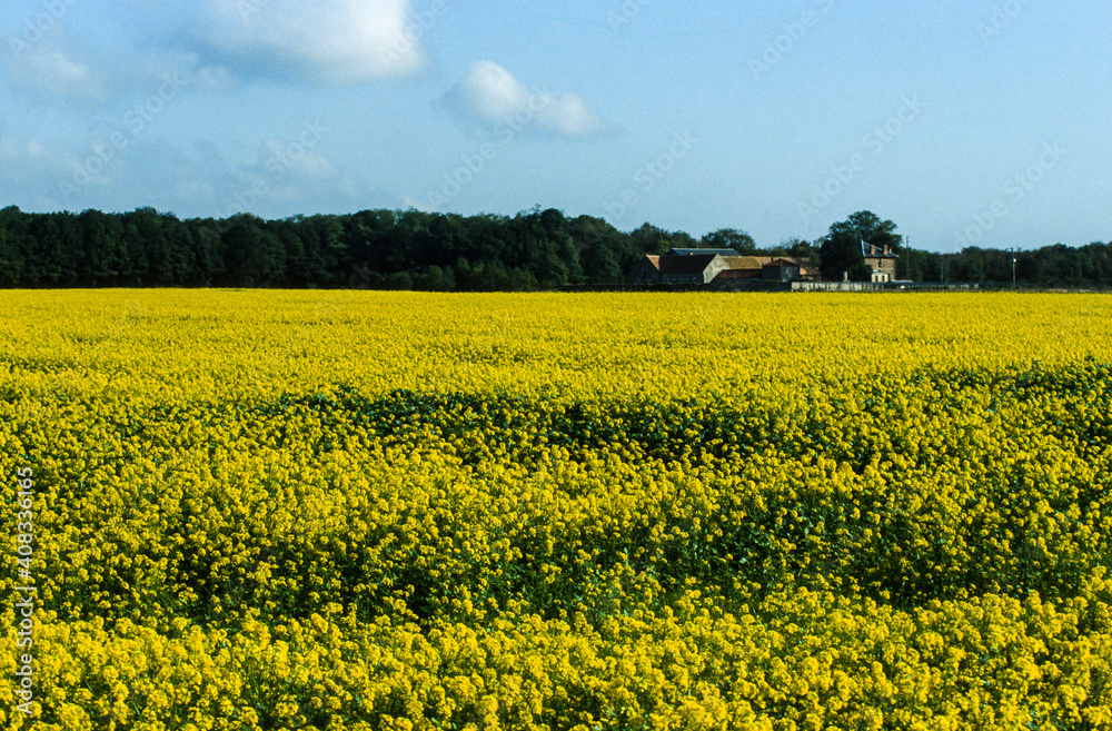 Fototapeta premium Colza, Brassica napus