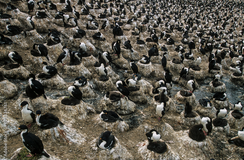 Fototapeta premium Cormoran impérial,.Leucocarbo atriceps, Imperial Shag, Iles Falkland, Malouines