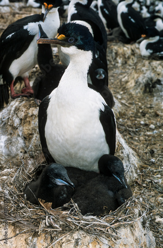 Cormoran impérial,.Leucocarbo atriceps, Imperial Shag, Iles Falkland, Malouines