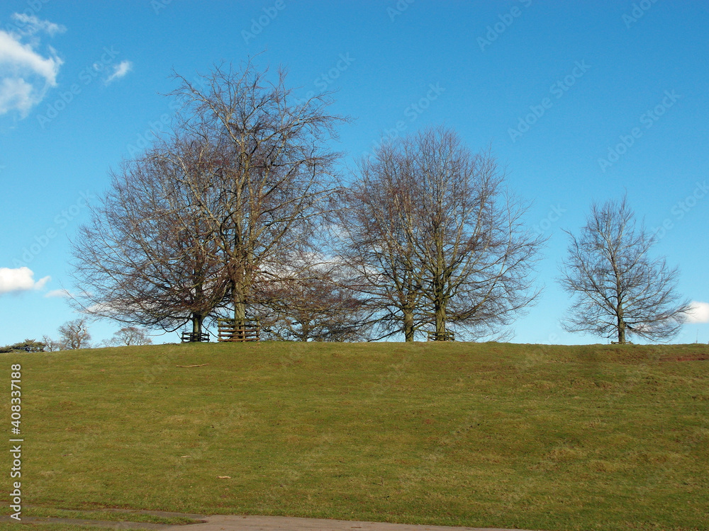 Obraz premium Trees in springtime