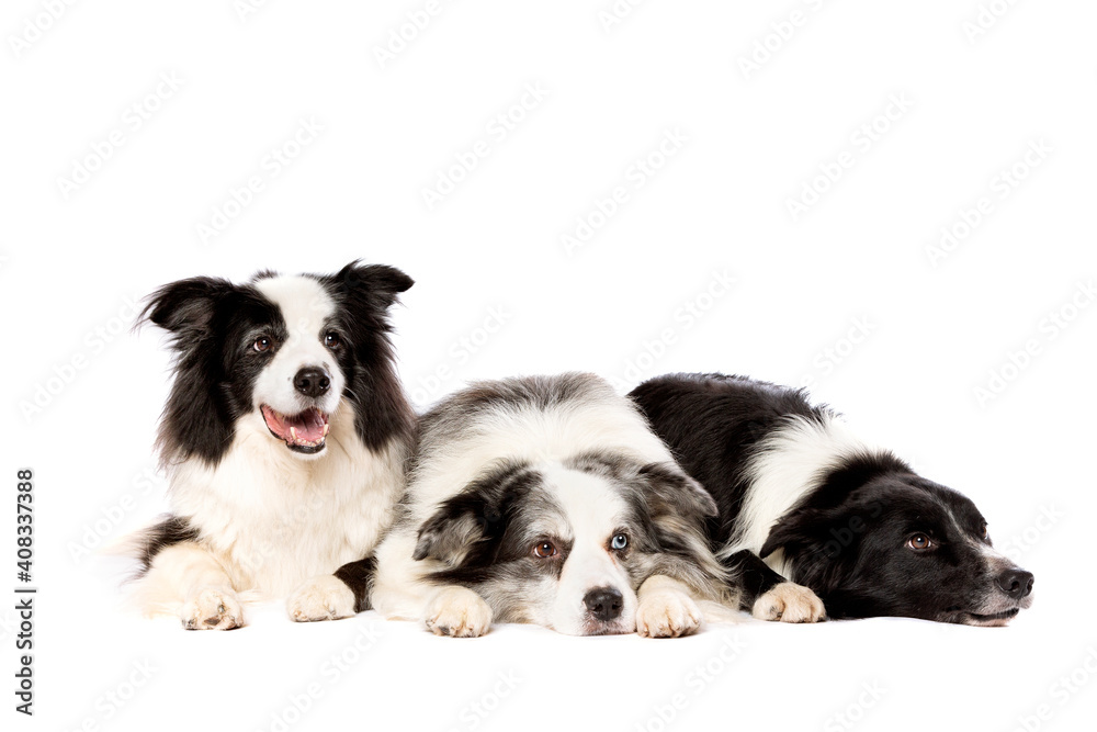 three border collie dogs isolated on white background