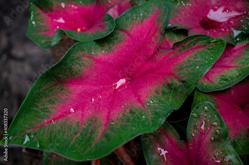 caladium araceae alismatales liliopsida tracheophyta photo