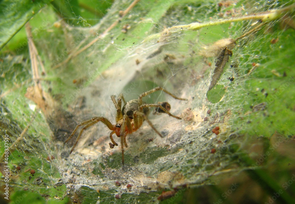 pająk z pajęczyną i ofiarą, pożywieniem  - obrazy, fototapety, plakaty 
