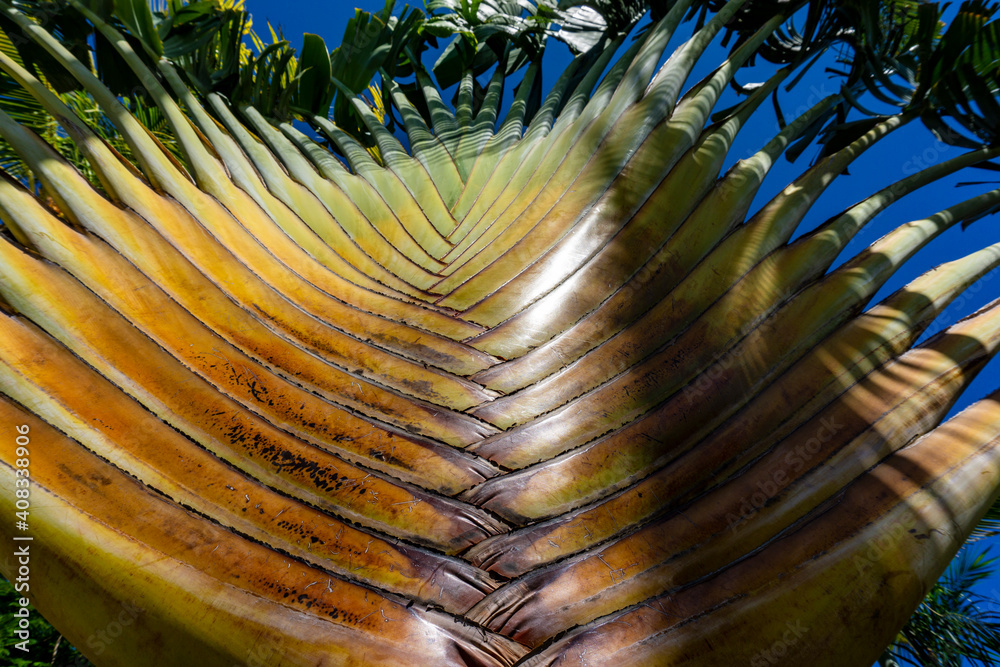 Palm