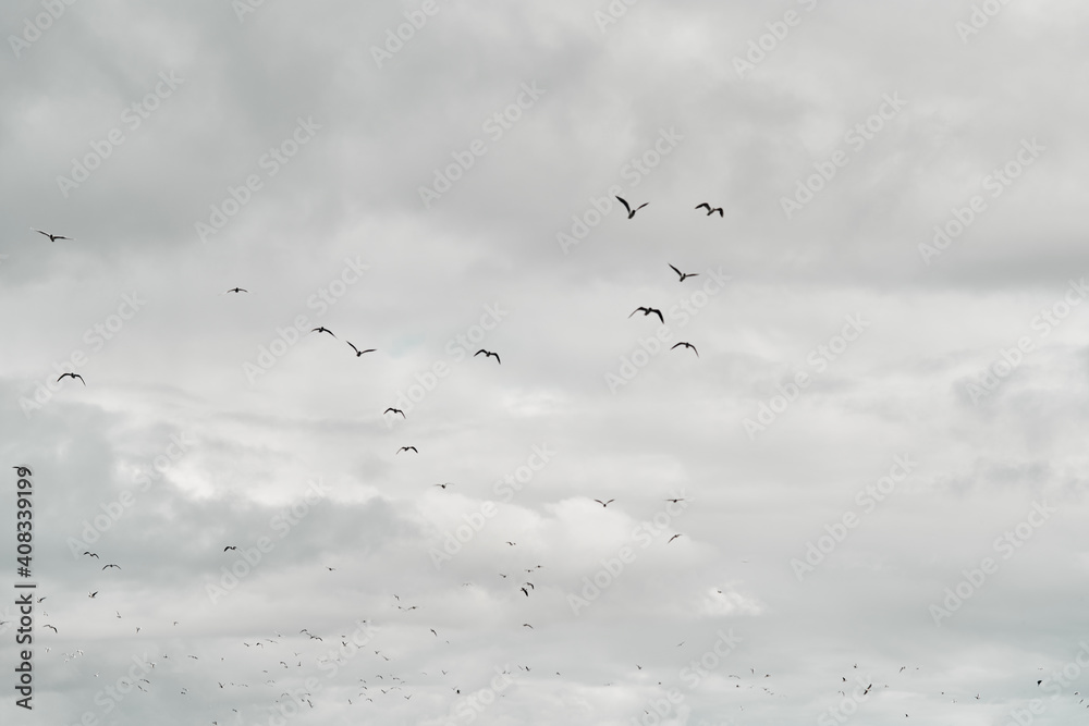 Birds are flying in the cloudy sky.