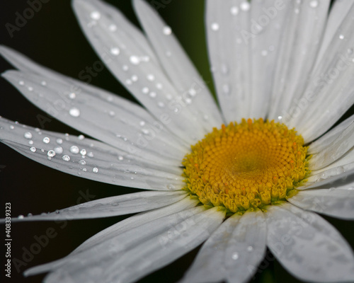 Marguerite daisy flower with water droplets