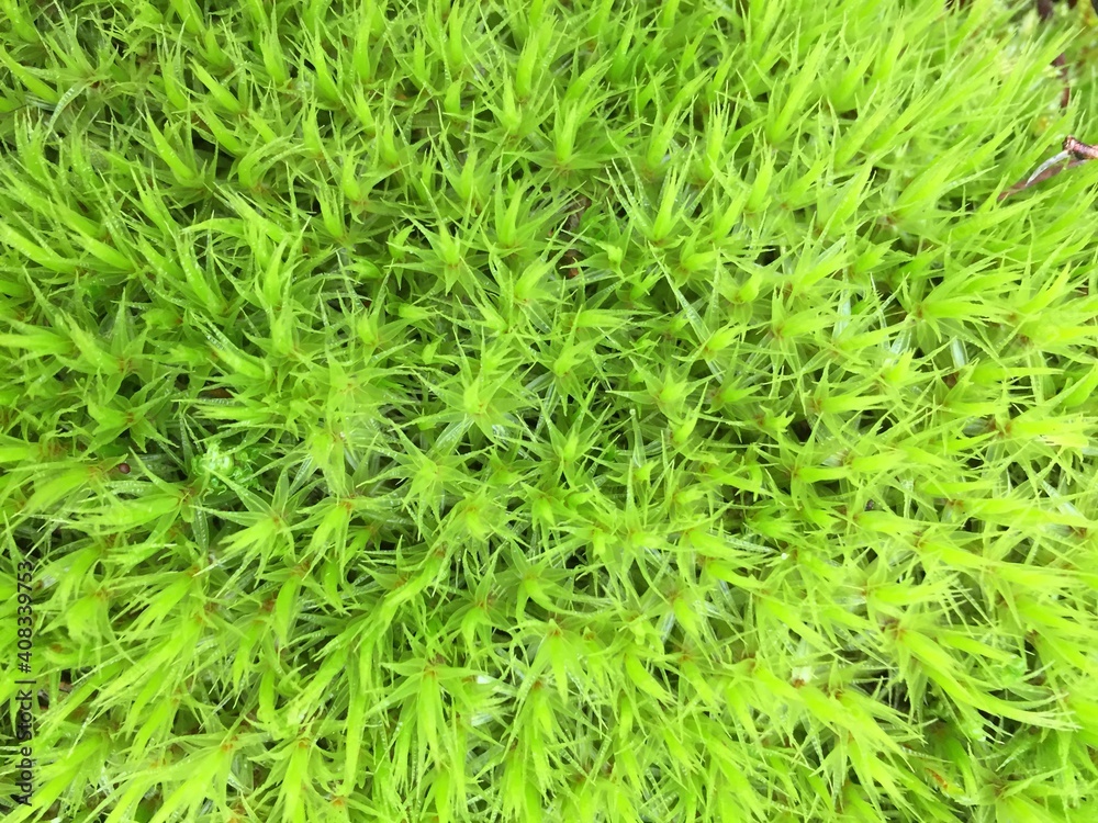 na tapetę , wzór na tapetę , na płytki , wzór na plakat , wzór na fototapetę ,zieleń, roślin, charakter, feuille, gras, koper, ziele, lato, swiezy, tekstura, feuille, mech, jedzenie, drzew, naturalny, na tapetę , wzór na tapetę , na płytki , wzór na plakat , wzór na fototapetę ,zieleń, roślin, charakter, feuille, gras, koper, ziele, lato, swiezy, tekstura, feuille, mech, jedzenie, drzew, naturalny,
