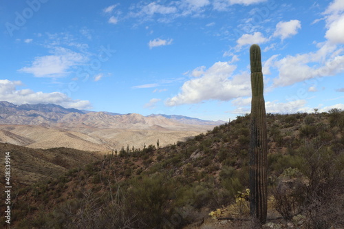 state saguaro cactus