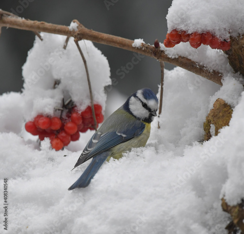 Blaumeise im Schnee photo