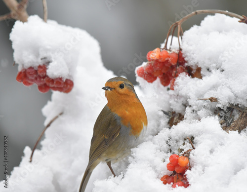 Rotkehlchen im Schnee © MEISTERFOTO