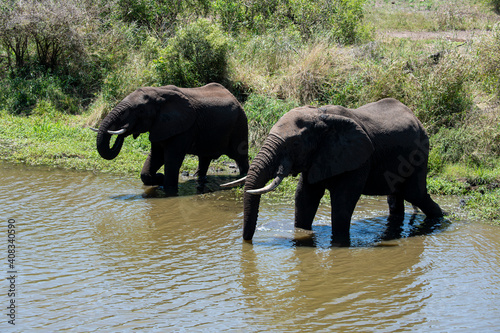   l  phant d Afrique  Loxodonta africana  Parc national Kruger  Afrique du Sud