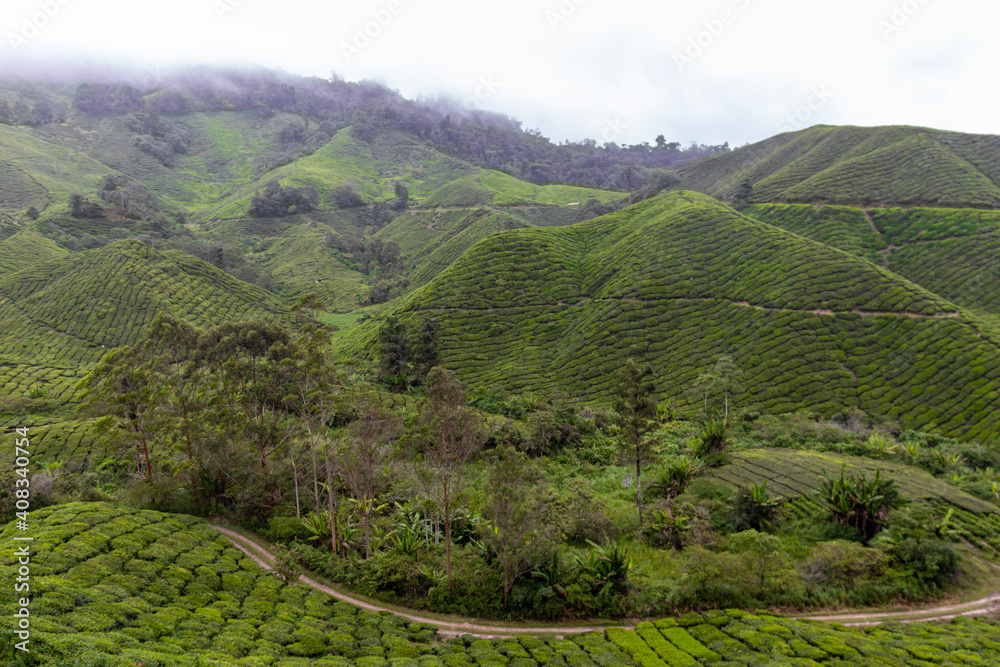 Plantations de thé à Cameron Highlands, Malaisie