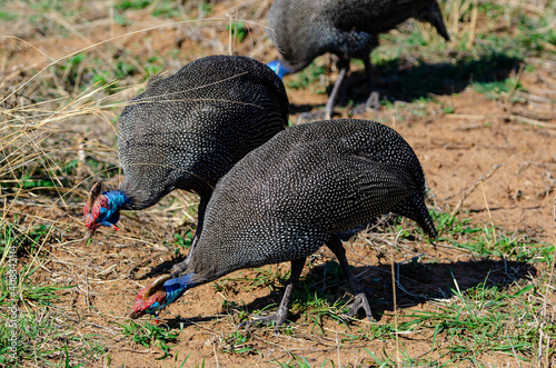 Pintade de Numidie,.Numida meleagris, Helmeted Guineafow © JAG IMAGES