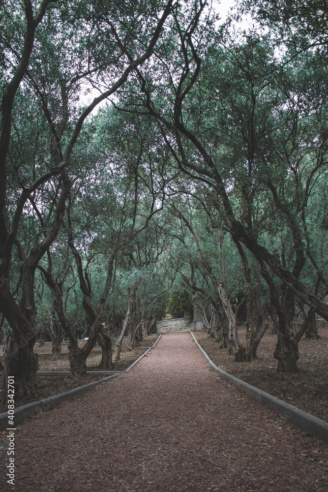 Fototapeta premium road in the woods