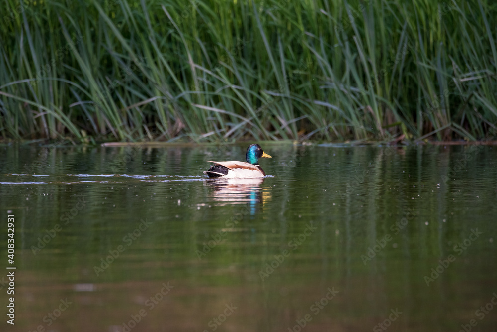 Wild duck floats on the river. Green cane in the background.