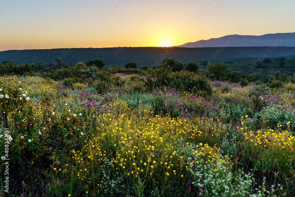 Obraz premium Countryside and mountain landscape with yellow, white and colorful flowers. 