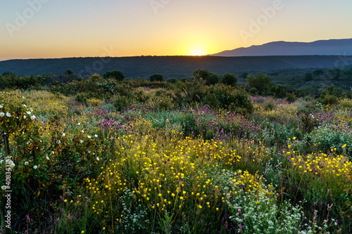 Countryside and mountain landscape with yellow, white and colorful flowers.  © josemiguelsangar