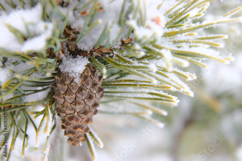 close up of a fir cone in winter on a coniferous tree