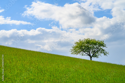 Tree in the meadow. Green meadow or field. A lone tree growing on the horizon. Blue sky with clouds. HDR effect.