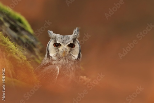 African  owl in the nature habitat.  The northern white-faced owl (Ptilopsis leucotis) is a species of owl in the family Strigidae. photo