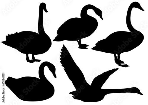 Wild swans in the set. Vector image.