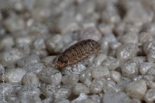 Porcellio scaber common rough woodlouse © Tomas